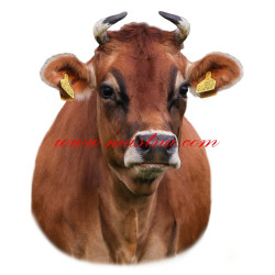 Samolepka kráva jersey, skot