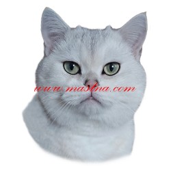 Samolepka kočka britská stříbrná