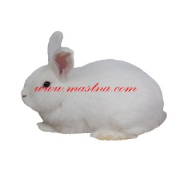 Samolepka králík moravský bílý hnědooký