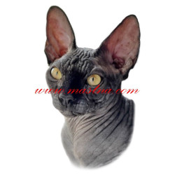 Samolepka kočka sphynx, sfinx