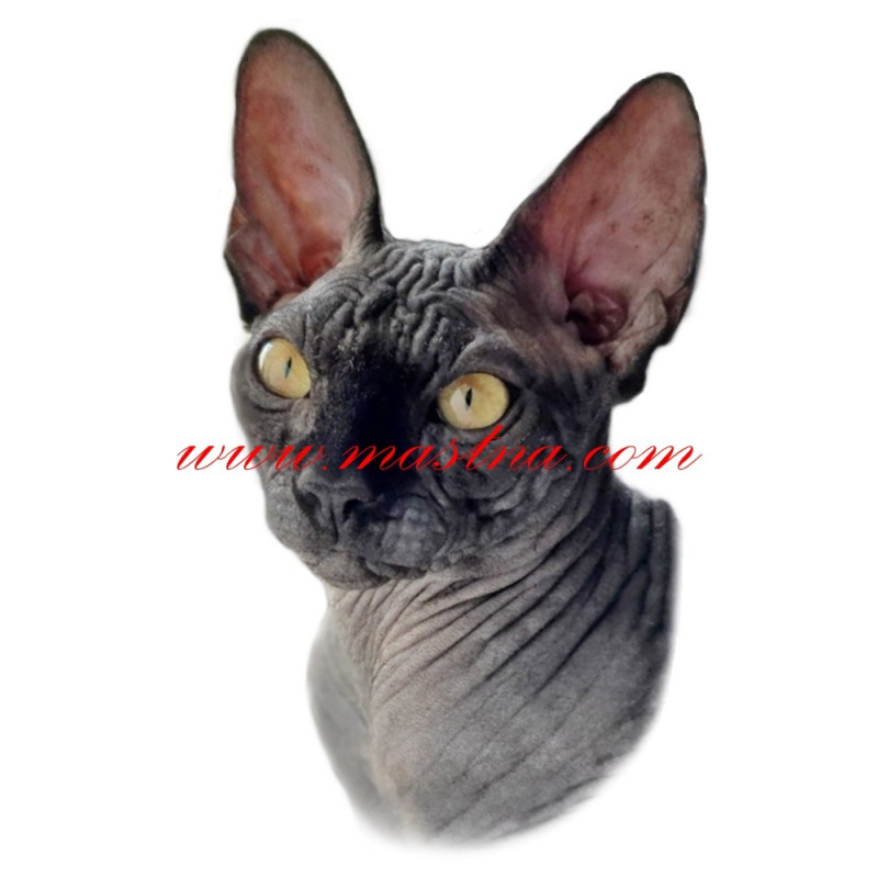 Samolepka kočka sphynx, sfinx