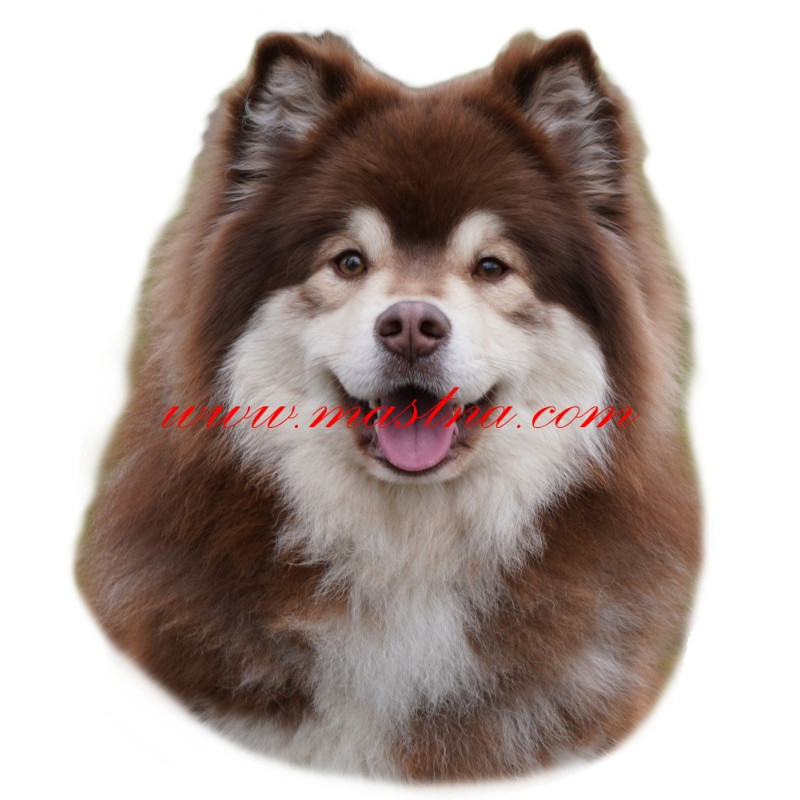 Samolepka lapinkoira