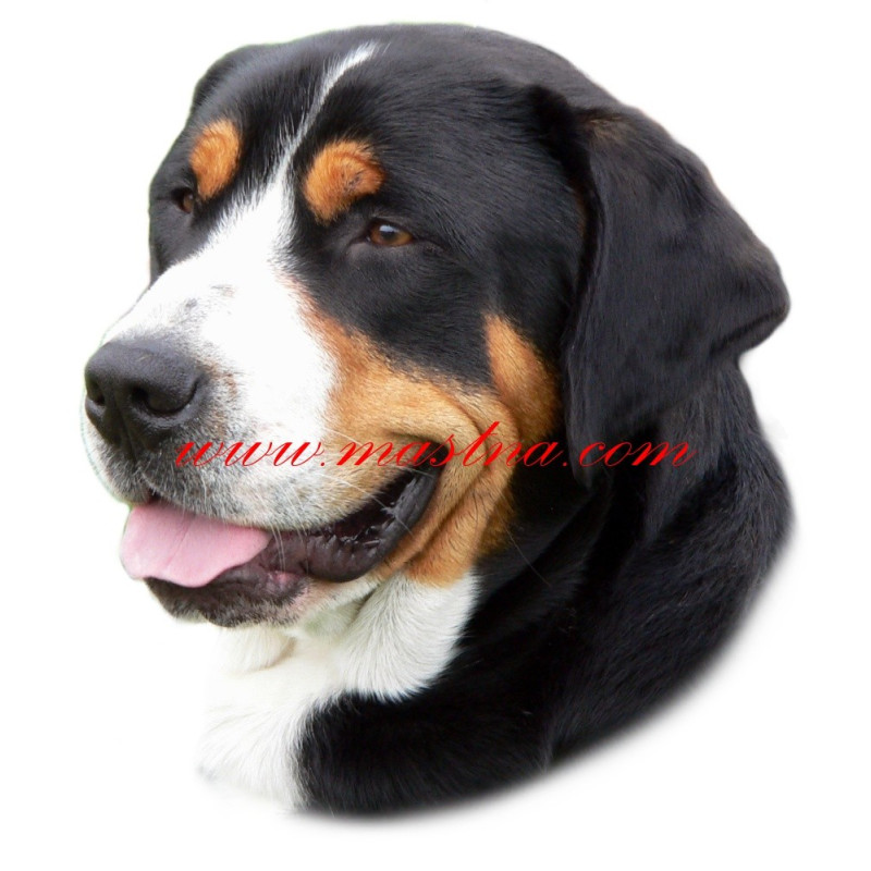 Samolepka velký švýcarský salašnický pes