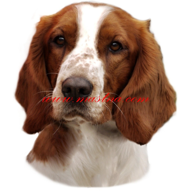 Samolepka velššpringršpaněl