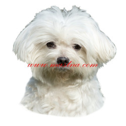 Samolepka maltézský psík stříhaný