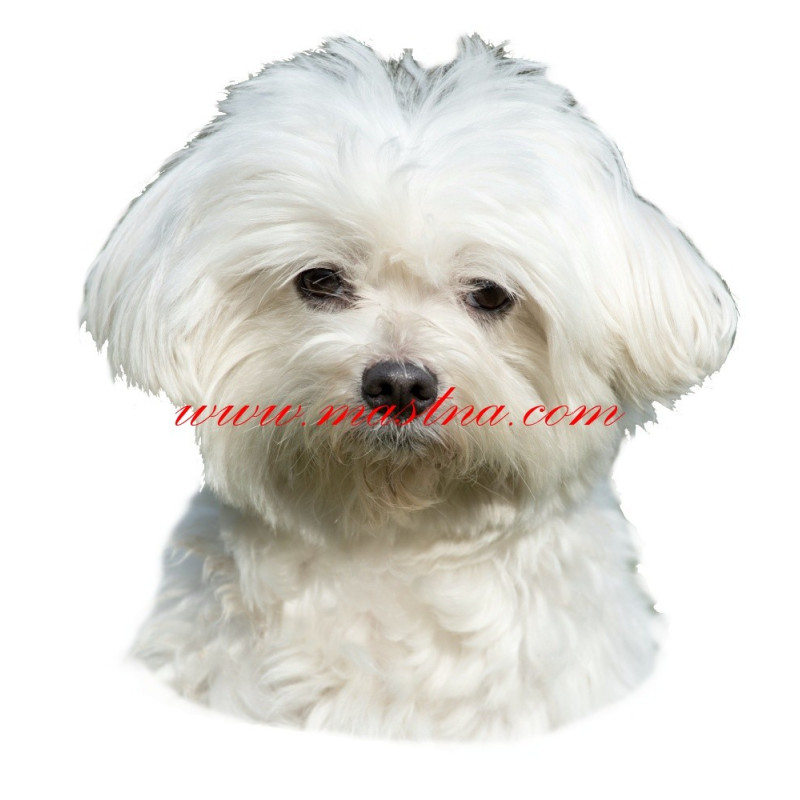 Samolepka maltézský psík stříhaný