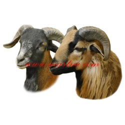Samolepka ovce kamerunská, beran