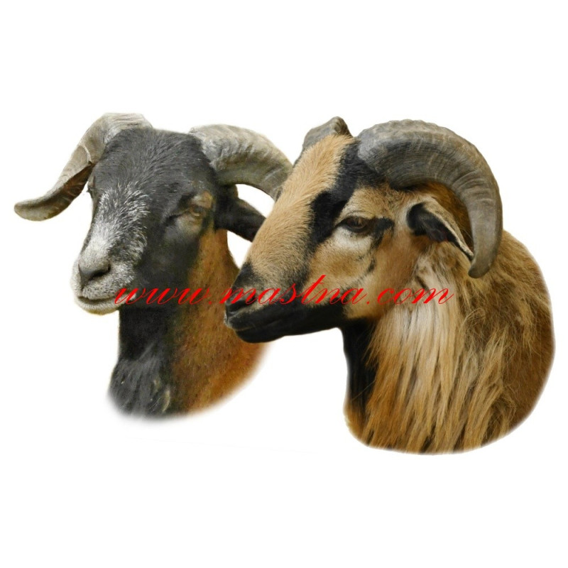 Samolepka ovce kamerunská, beran