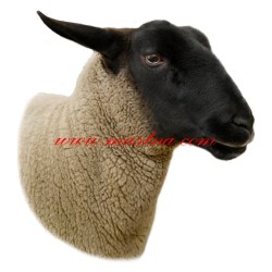 Samolepka ovce suffolk
