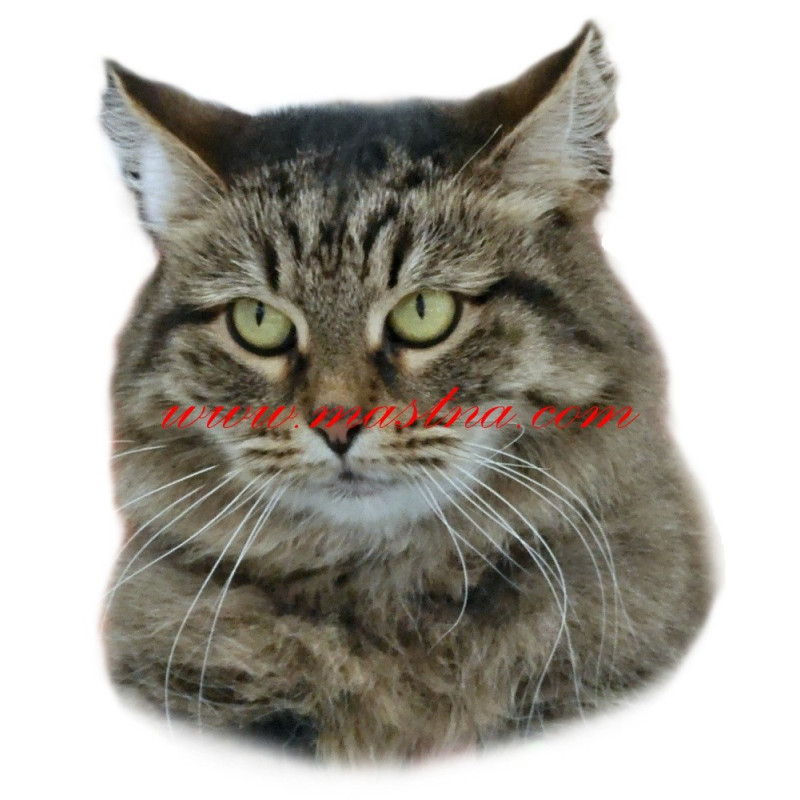 Samolepka kočka dlouhosrstá