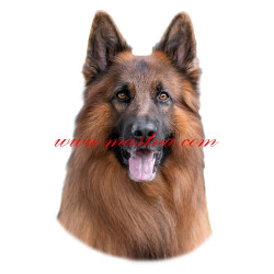 Samolepka německý ovčák dlouhosrstý