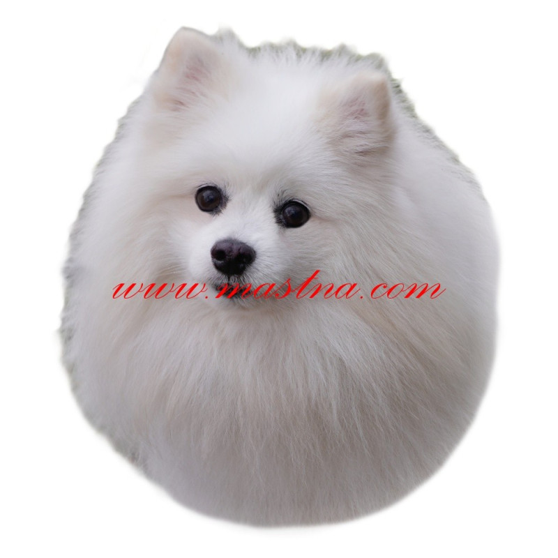 Samolepka špic, pomeranian