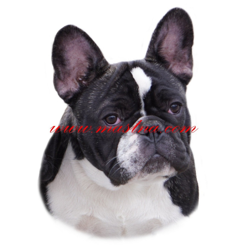 Samolepka francouzský buldoček