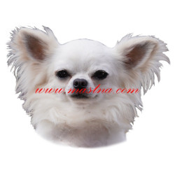 Samolepka čivava, chihuahua