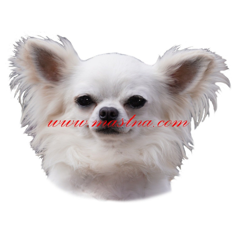 Samolepka čivava, chihuahua