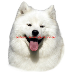 Samolepka samojed
