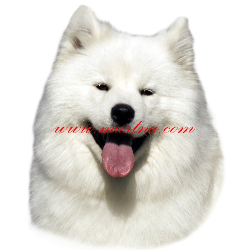 Samolepka samojed