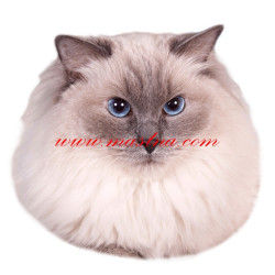 Samolepka kočka ragdoll