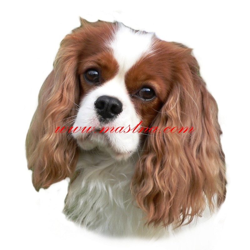 Samolepka kavalír King Charles španěl