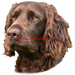 Samolepka německý křepelák archiv