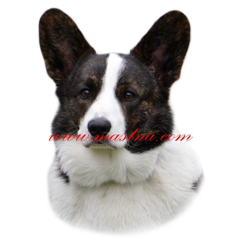 Samolepka čivava, chihuahua