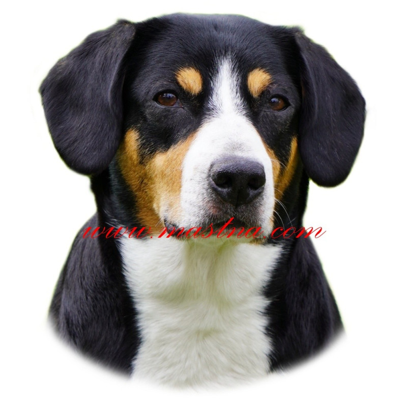 Samolepka entlebušský salašnický pes, entlebuch