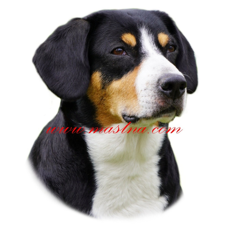 Samolepka entlebušský salašnický pes, entlebuch