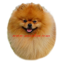 Samolepka špic, pomeranian