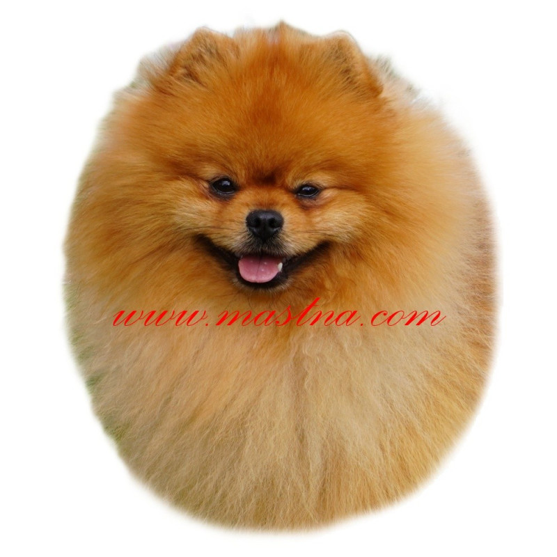 Samolepka špic, pomeranian