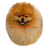 Samolepka špic, pomeranian