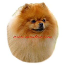 Samolepka špic, pomeranian