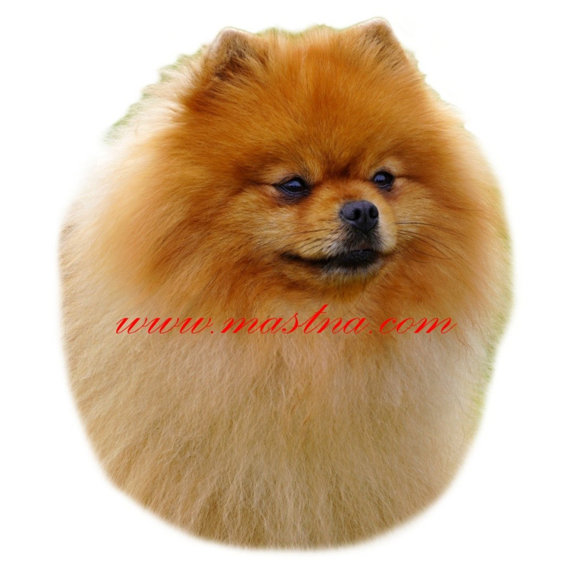 Samolepka špic, pomeranian