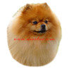 Samolepka špic, pomeranian