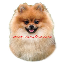 Samolepka špic, pomeranian