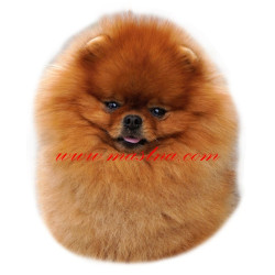 Samolepka špic, pomeranian