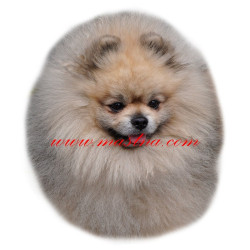 Samolepka špic, pomeranian