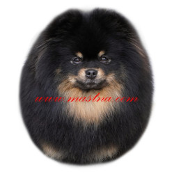 Samolepka špic, pomeranian