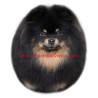 Samolepka špic, pomeranian