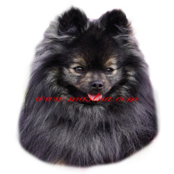 Samolepka špic, pomeranian