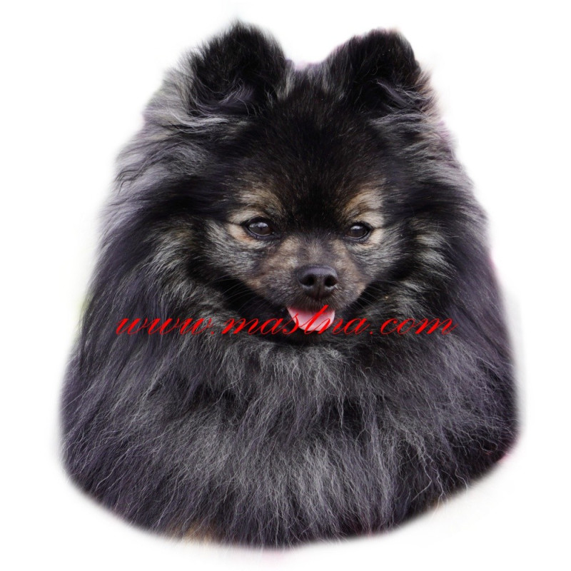 Samolepka špic, pomeranian