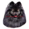 Samolepka špic, pomeranian