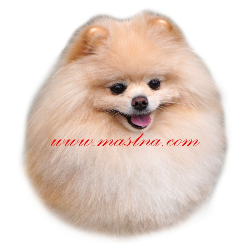 Samolepka špic, pomeranian