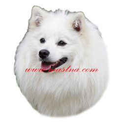 Samolepka německý špic bílý