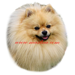 Samolepka špic, pomeranian