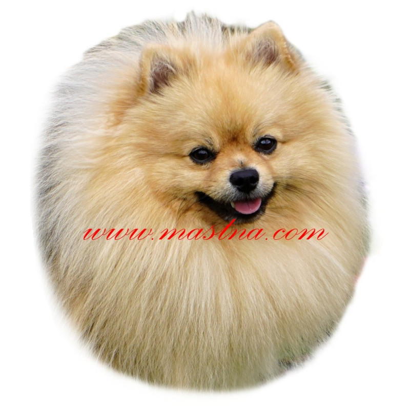 Samolepka špic, pomeranian