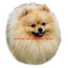 Samolepka špic, pomeranian