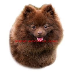 Samolepka špic německý