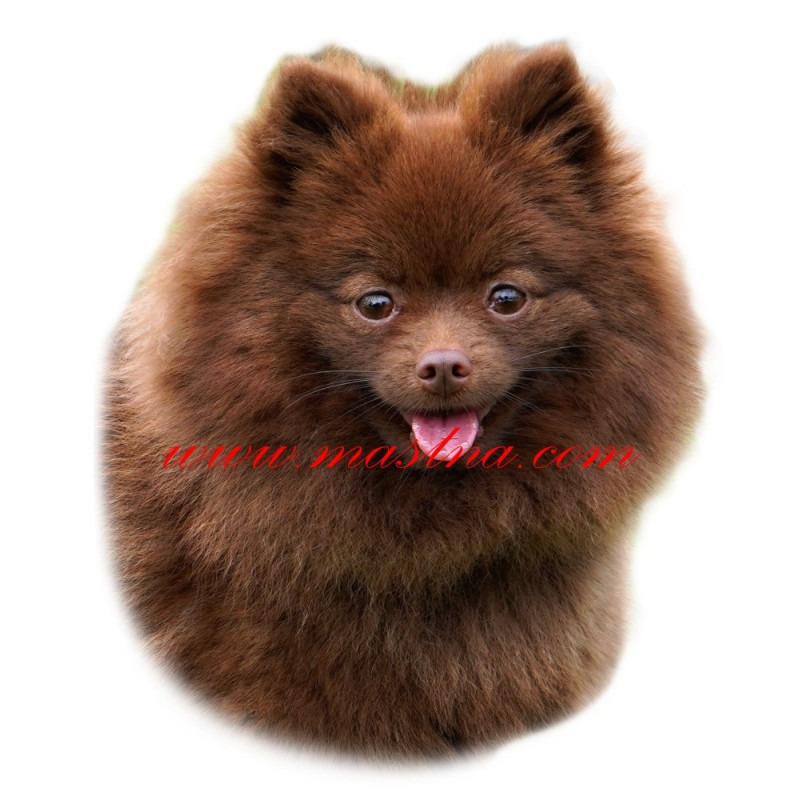 Samolepka špic německý