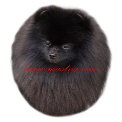 Samolepka špic, pomeranian