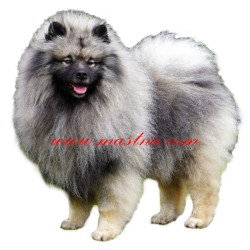 Samolepka keeshond, špic vlčí